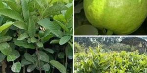 Thai 7 Guava Plant