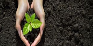 Tree Plantation Services