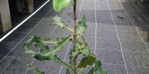 Macadamia Plant