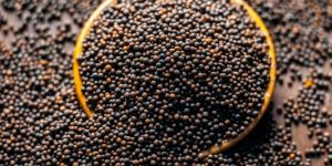 Black Natural Mustard Seeds