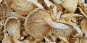 Dried Oyster Mushroom