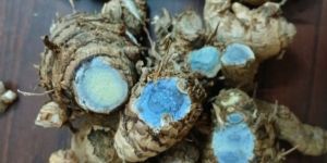 Black Turmeric Finger