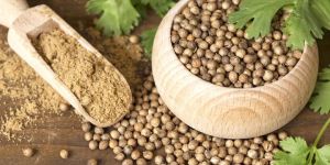 Coriander