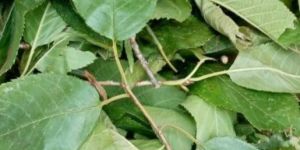 Sour Cherry Leaf