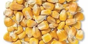 Whole Maize