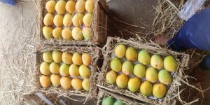 Alphonso Mangoes
