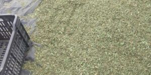 Dried Stevia Leaves