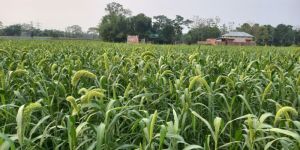 Foxtail Millet
