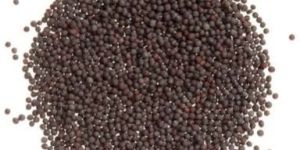 Black Mustard Seeds