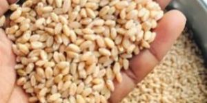 Fortune Wheat Seeds