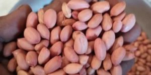 Girnar 4 Groundnut Seeds