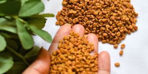 Fenugreek Seed