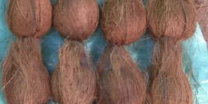 Semi Husked Coconuts