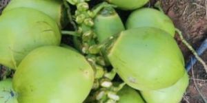 Tender Coconut