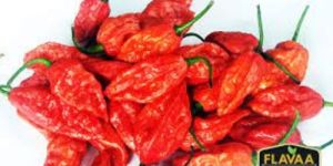 Bhut Jolokia Chilli