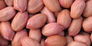 Groundnut