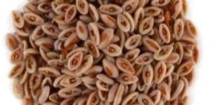 Psyllium Seeds