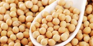 Soyabean Seeds