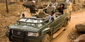 Jungle Safari