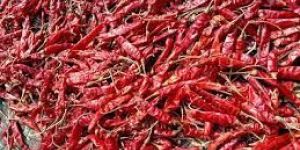 Dry Red Chili