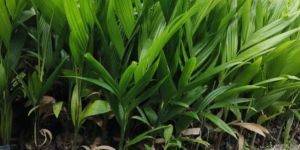 Arecanut Plant (Tambul)