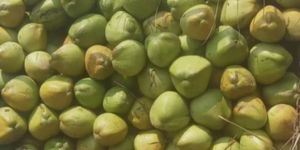 Green Coconut