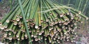 Bamboo Fencing