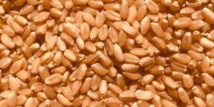 Lokwan Wheat