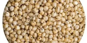 Sorghum Seeds