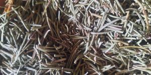 Fresh Rosemary