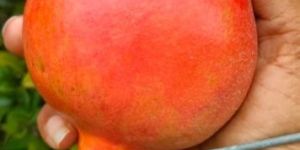 Fresh Pomegranate