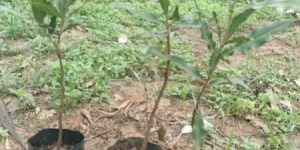 Macadamia Nuts Plants