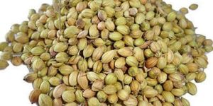 Coriander Seeds