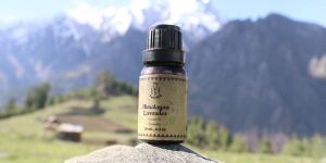 Lavender Essential Oil