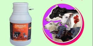 Credoliv Animal Liver Tonic