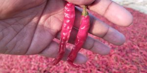 Teja Dry Red Chilli