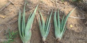 Aloe Vera Plants