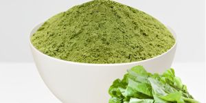 Spray Dried Lettuce Powder