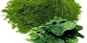 Spray Dried Spinach Powder