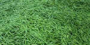 Fresh G4 Green Chilli