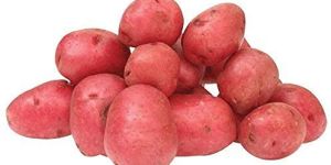 Fresh Red Potato