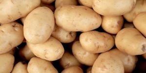 Fresh Potato
