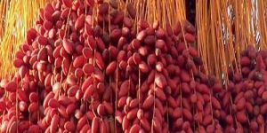 Fresh Red Barhi Dates
