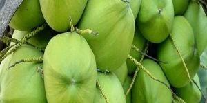 Fresh Tender Coconut