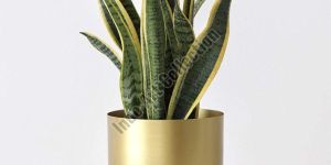 Decorative Brass Planter