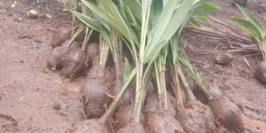 Lotan Bona Green Bona Coconut Fruit Plant