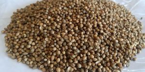 Natural Brown Coriander Seeds