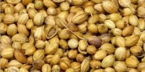 Whole Dry Coriander Seeds