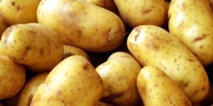 Fresh Big Potato