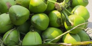 Fresh Green Coconut